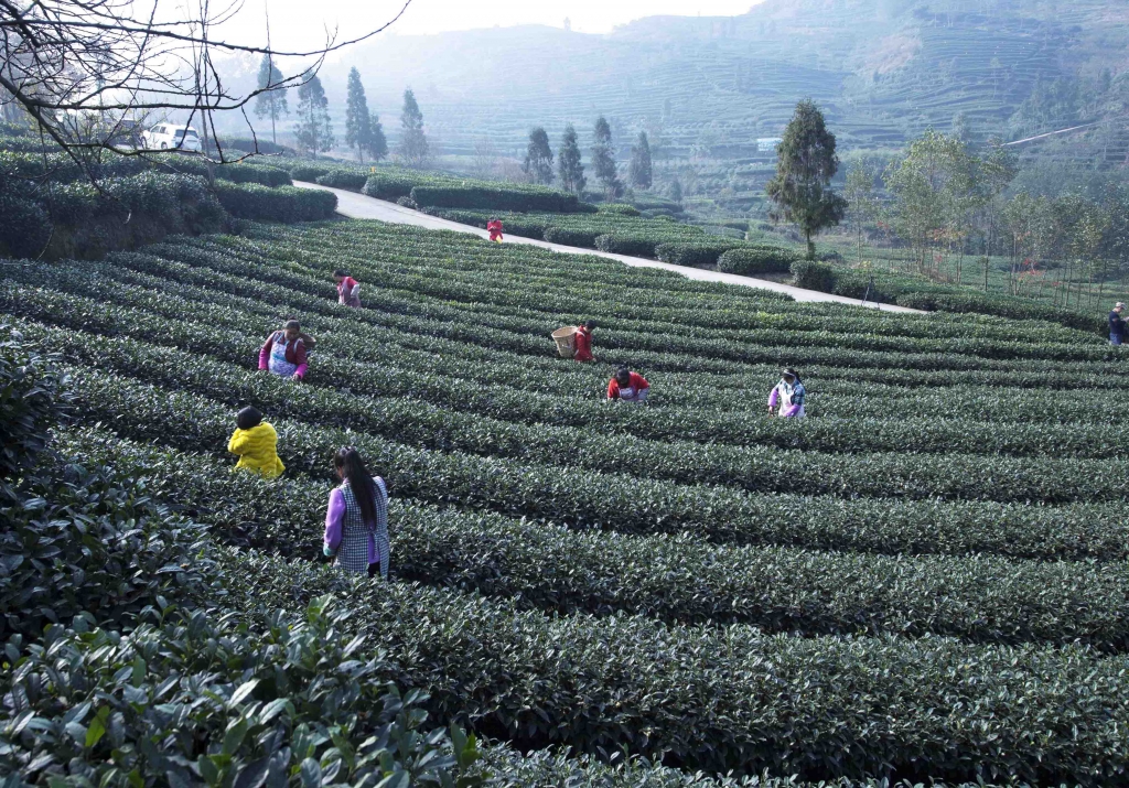 绿茶名乡--修文村 王礼朝摄12.jpg