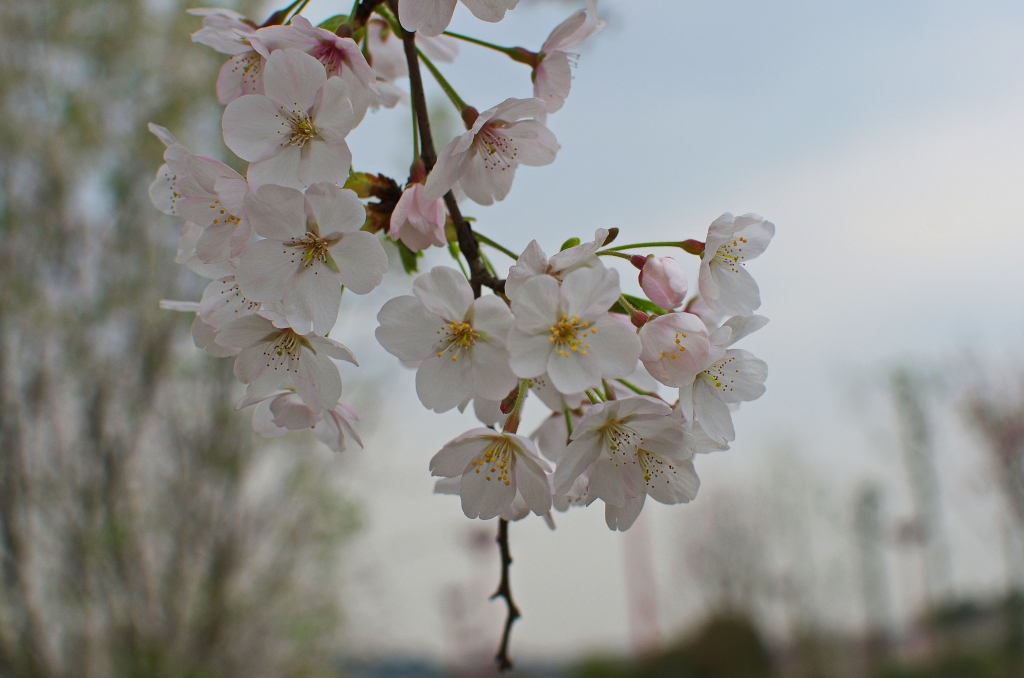 DSC_567211.jpg