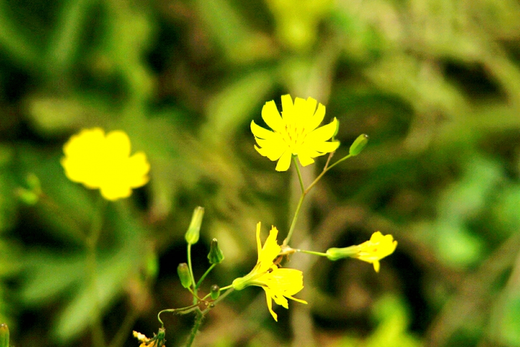 5R03645小花.jpg