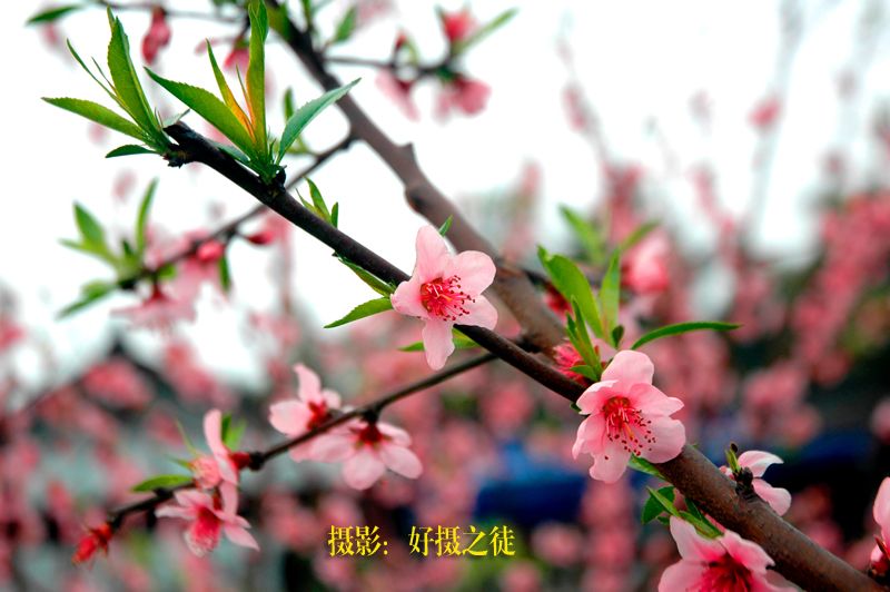 DSC_4323副本.jpg