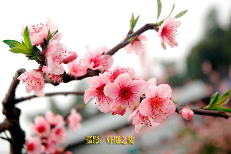 DSC_4279副本.jpg