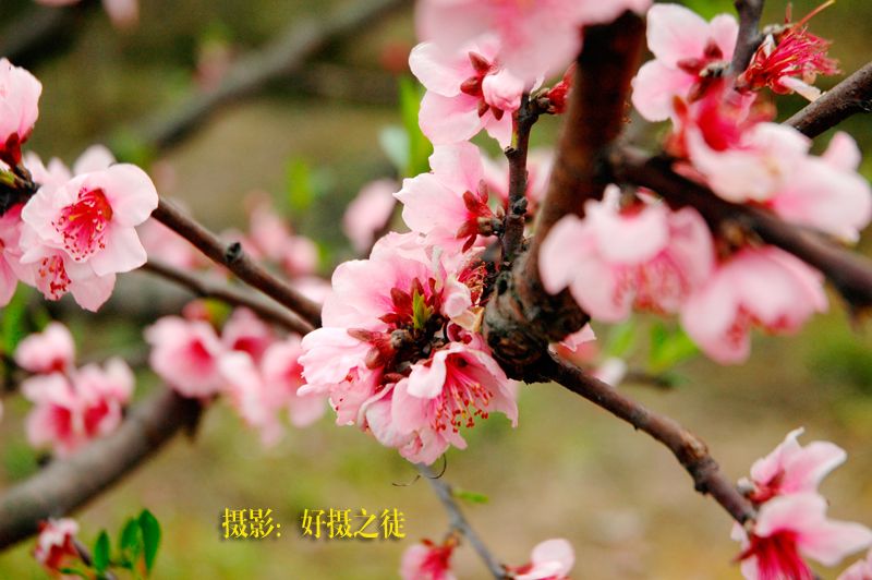 DSC_4310副本.jpg