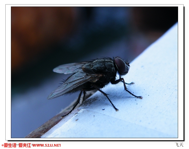 DSCF3240.jpg