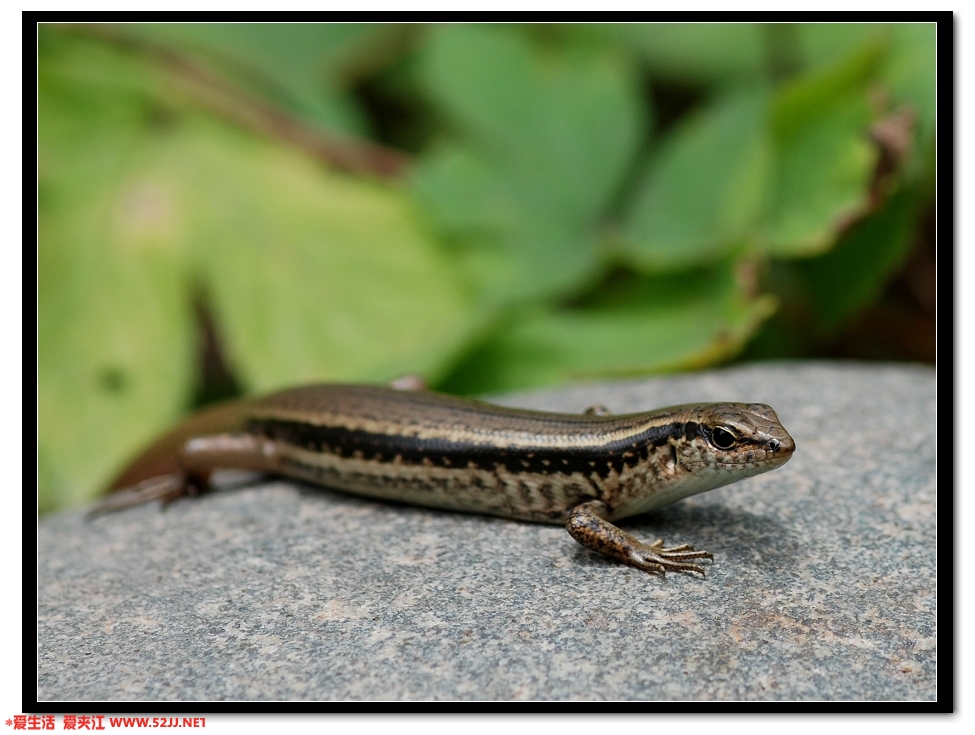 DSC_8824.jpg