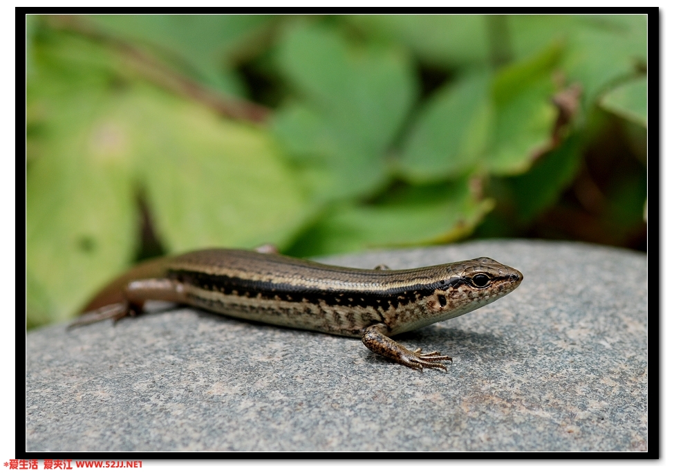 DSC_8827.jpg