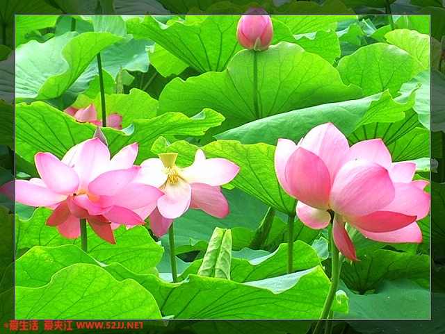 DSCF7483.JPG