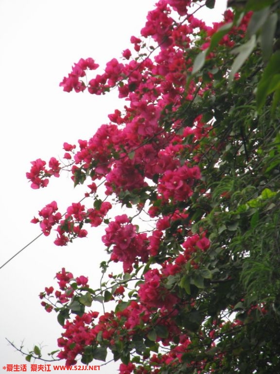 照片 061.jpg