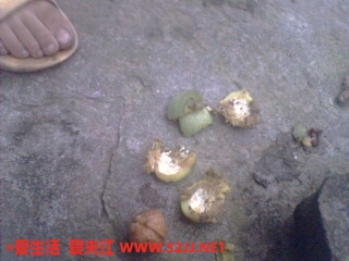 打开核桃.jpg