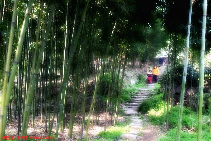 竹林小径_缩小大小.jpg