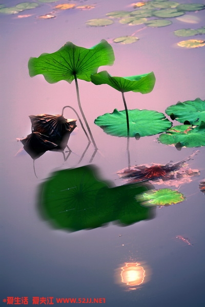 映日荷花2_缩小大小.JPG