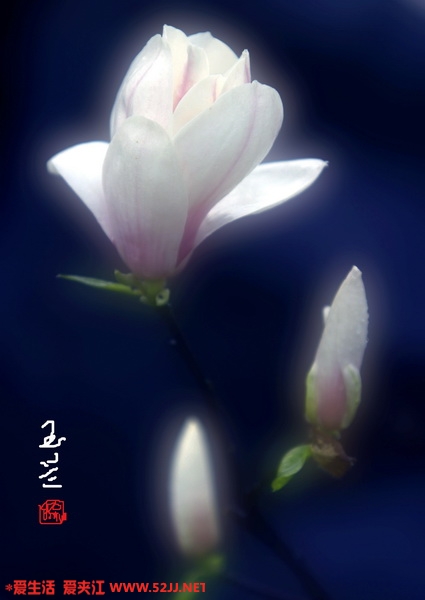 玉兰２ 副本 3_缩小大小.jpg
