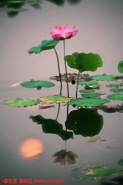 映日荷花_缩小大小.JPG