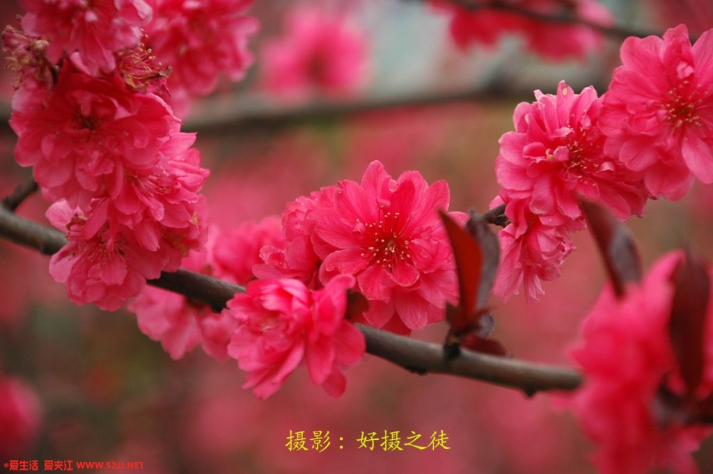 DSC_0077副本.jpg