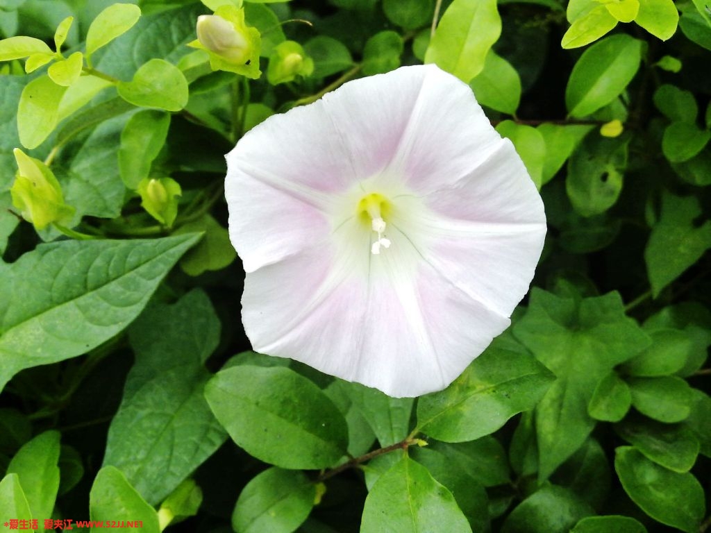 20090527218.jpg