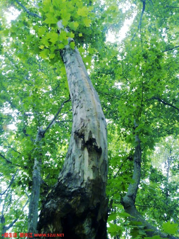 20090527209.jpg