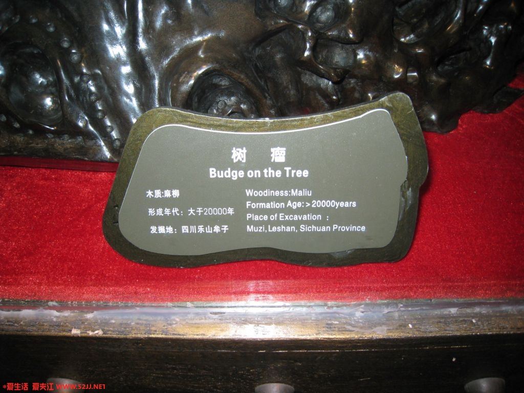 树瘤文字说明.JPG