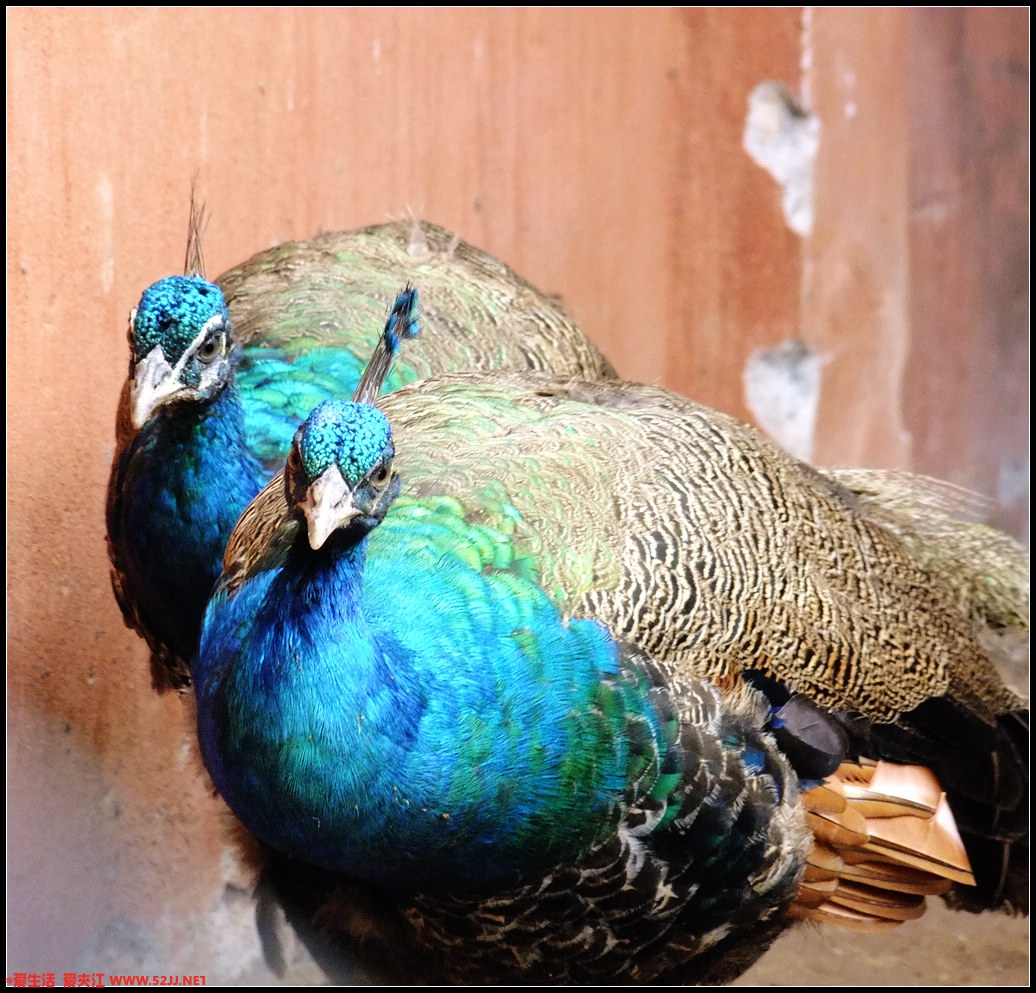 DSCF2846.jpg