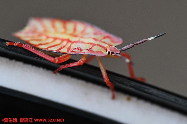 DSC_0043.jpg