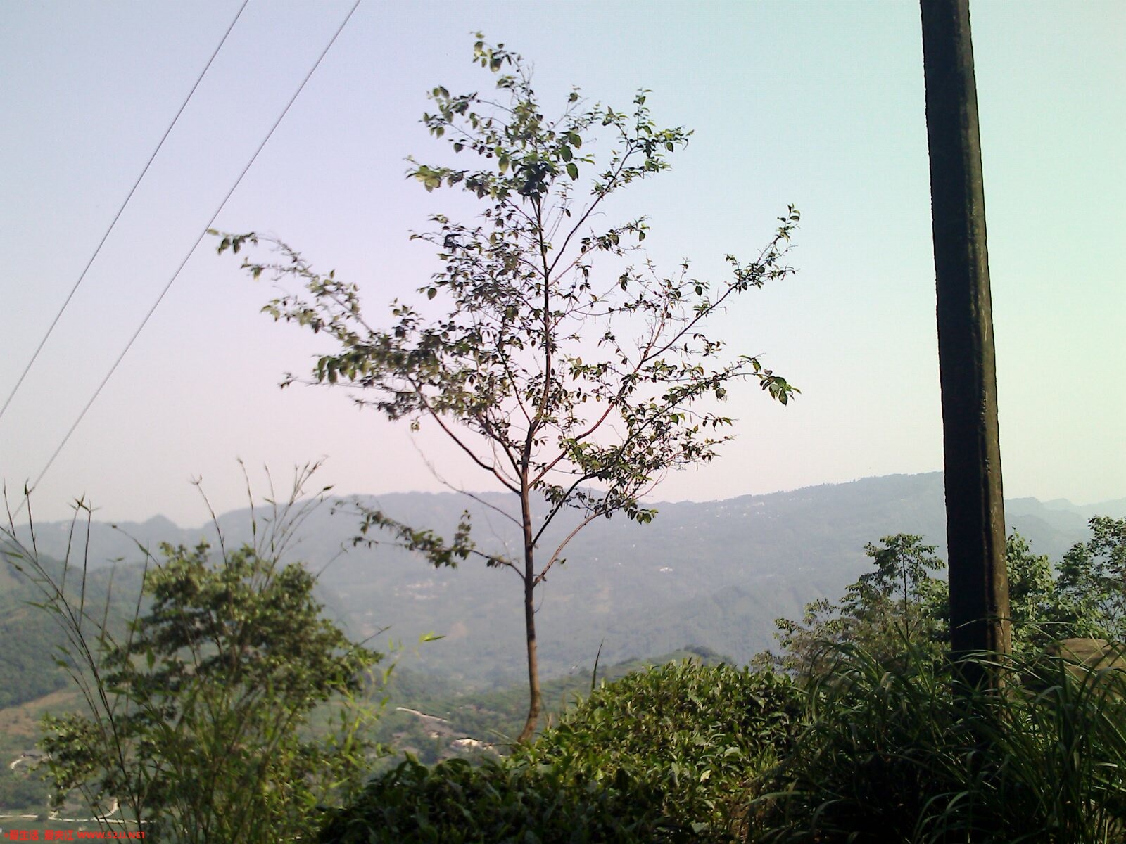 IMG0387A.jpg