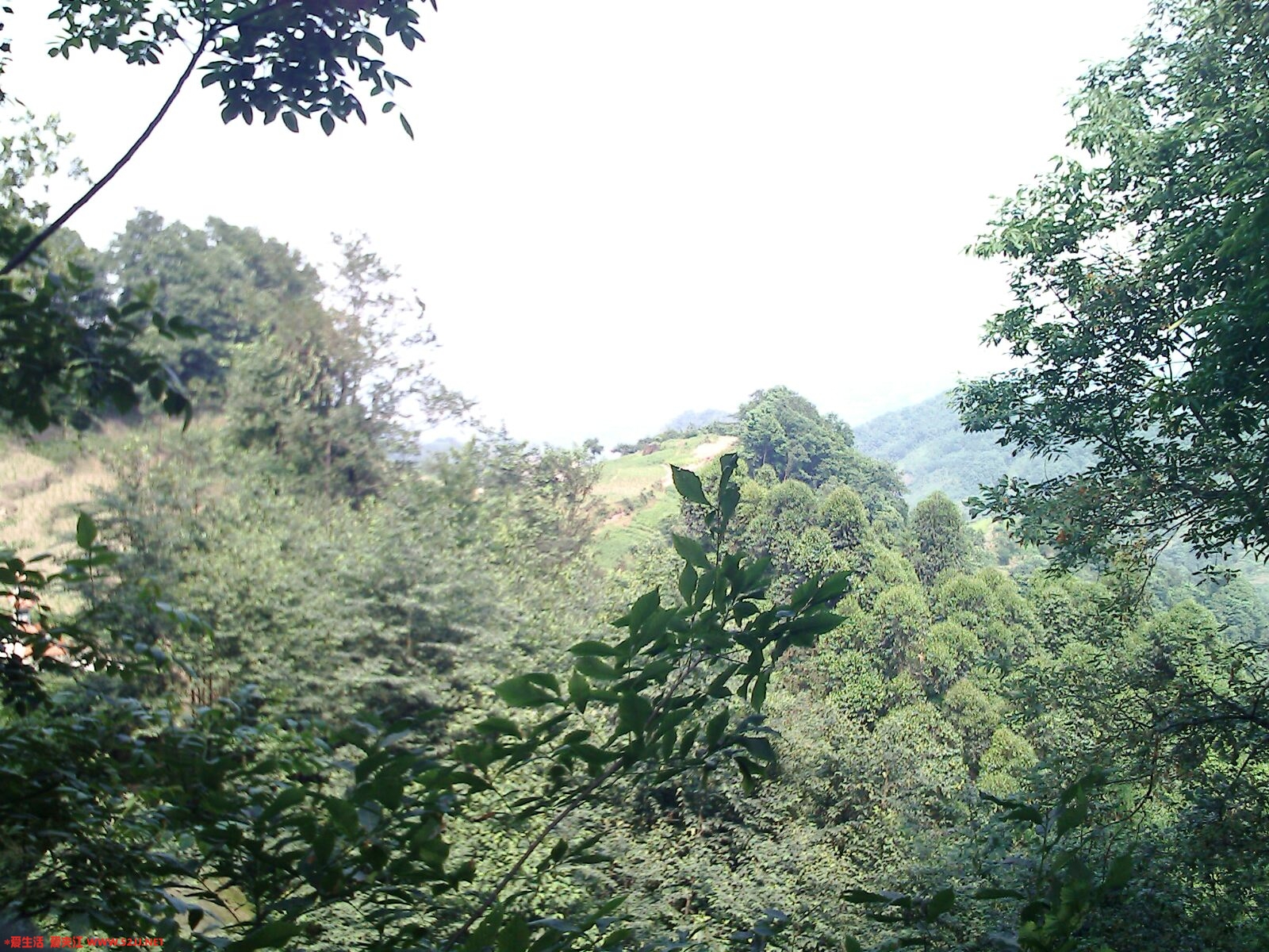 IMG0397A.jpg