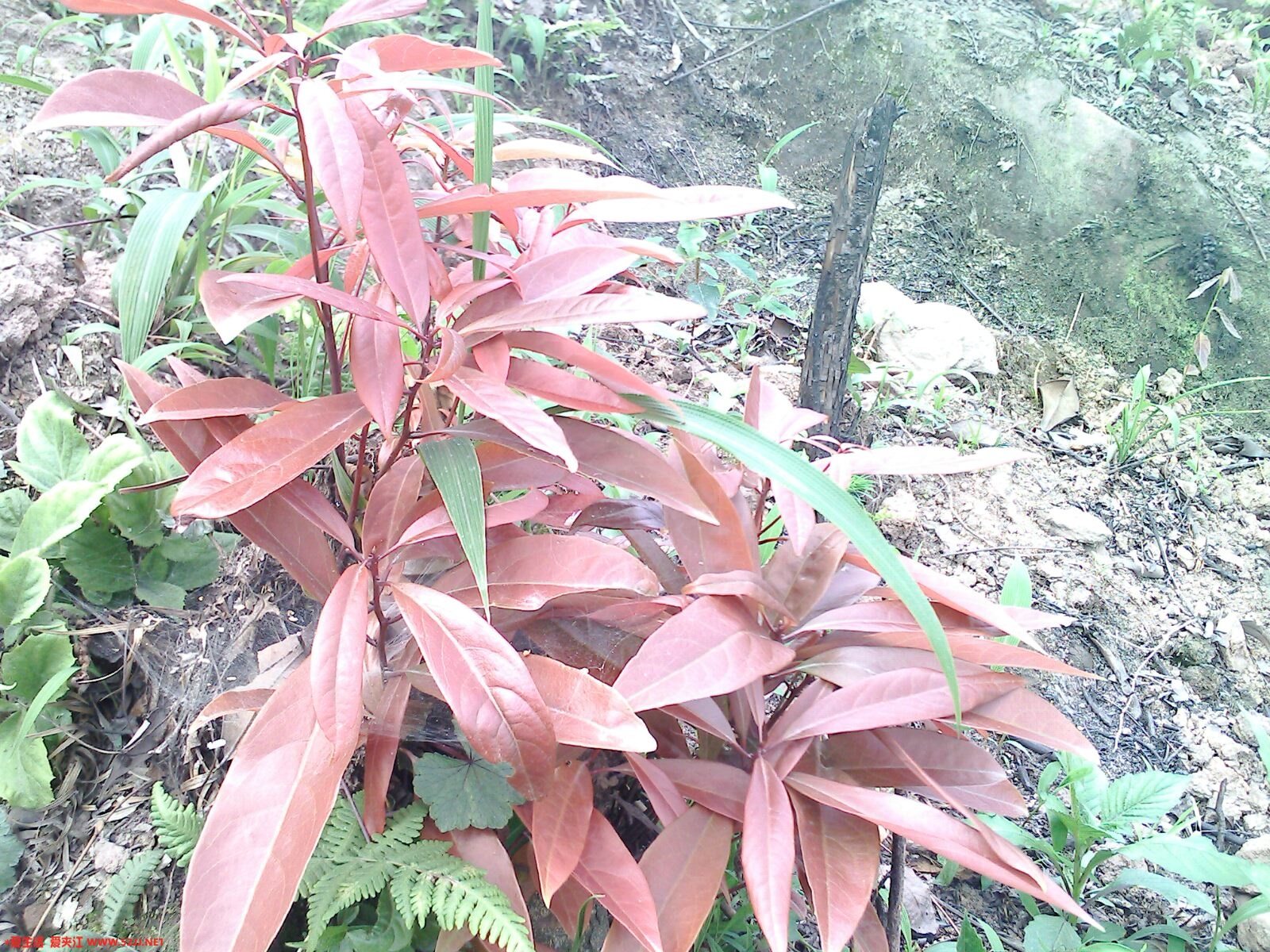 IMG0401A.jpg
