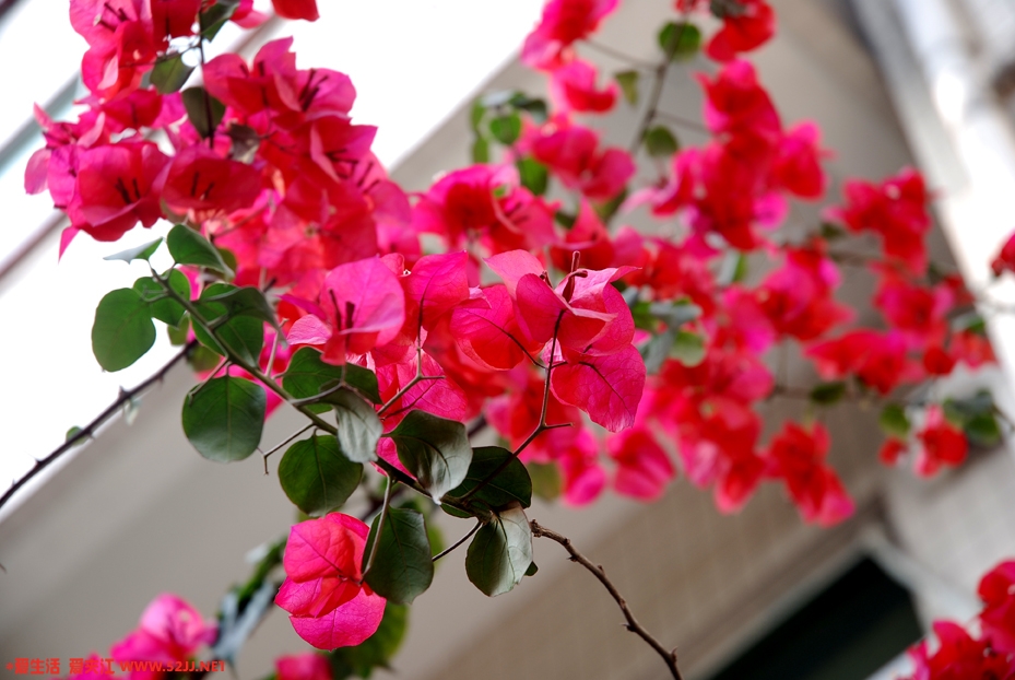 DSC_5275副本.jpg