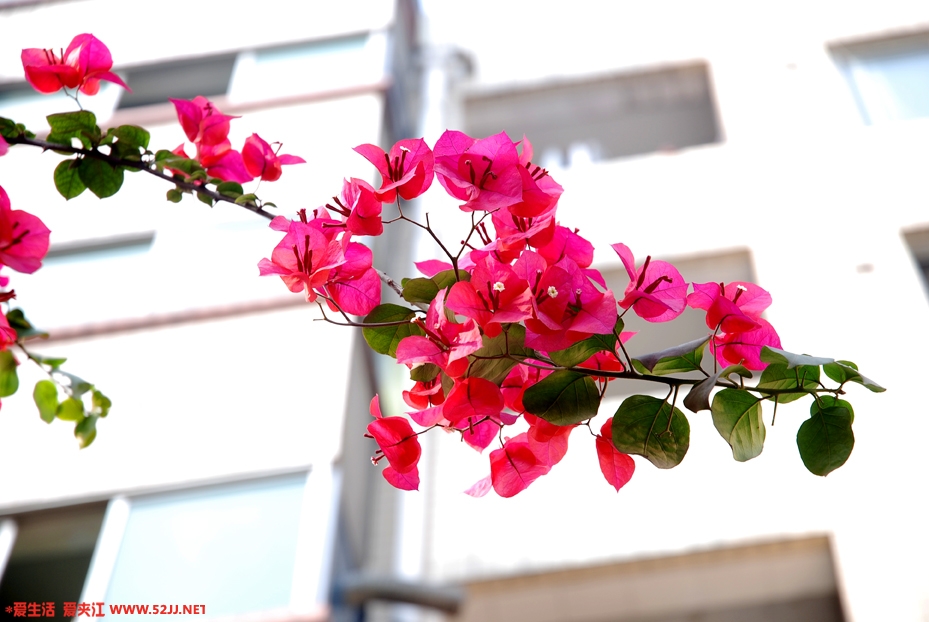 DSC_5280副本.jpg