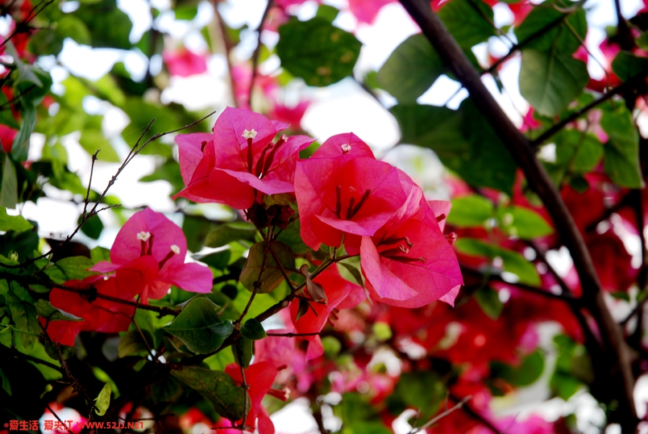 DSC_5277副本.jpg