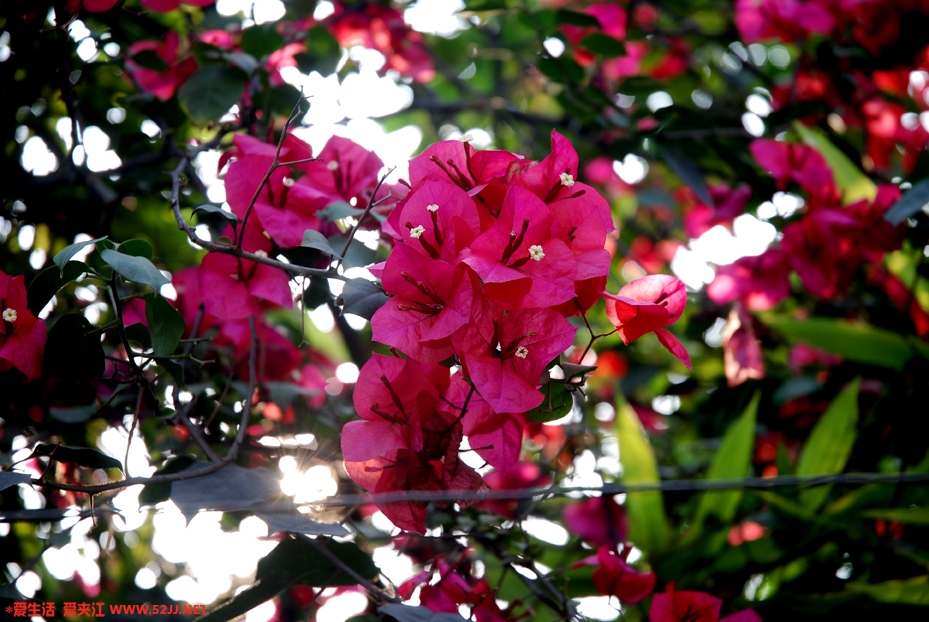 DSC_5283副本.jpg