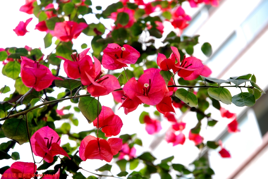 DSC_5281副本.jpg