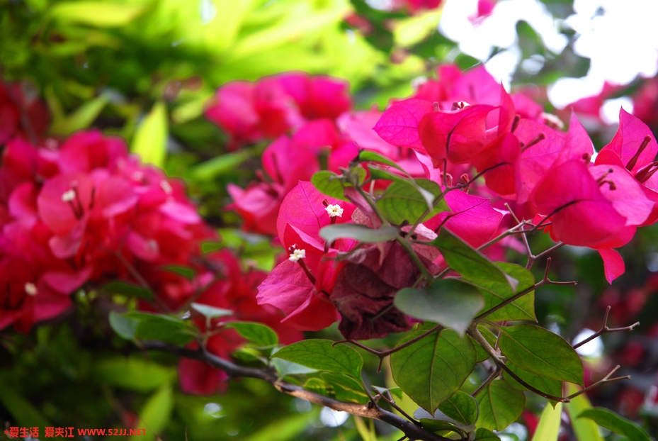DSC_5289副本.jpg