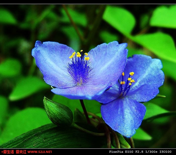 DSCF0239.JPG