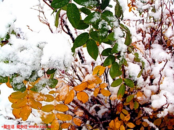 2005121153039945.jpg