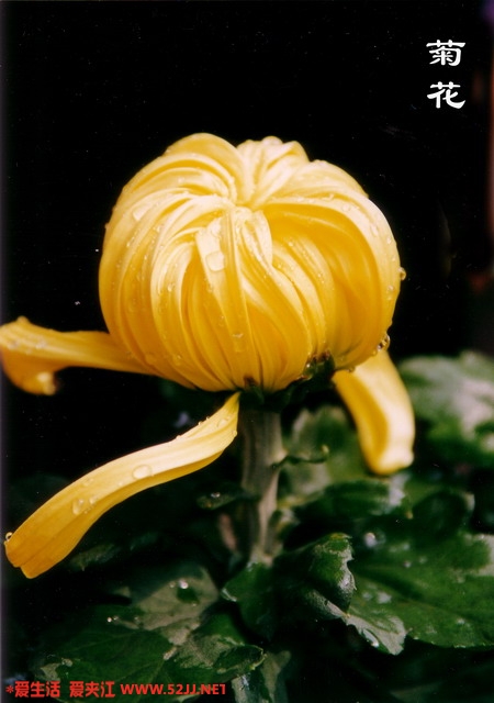菊花1 _2.jpg