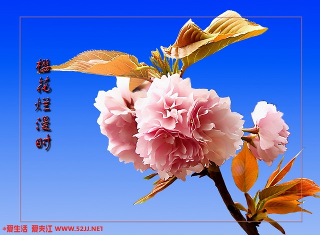 樱花_2.jpg