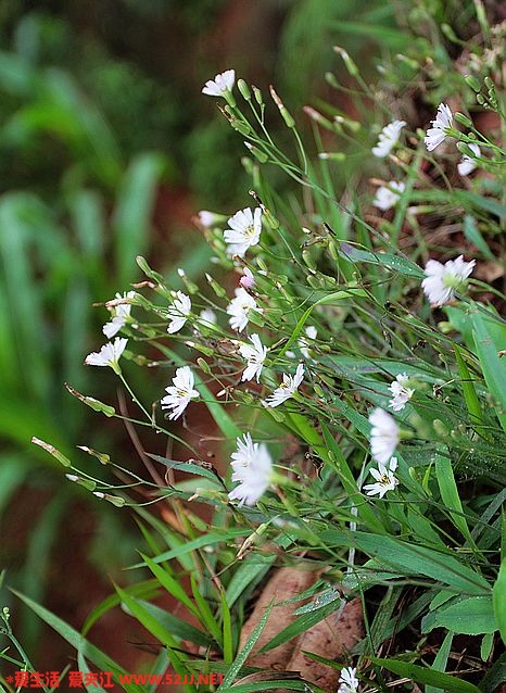 路边野花