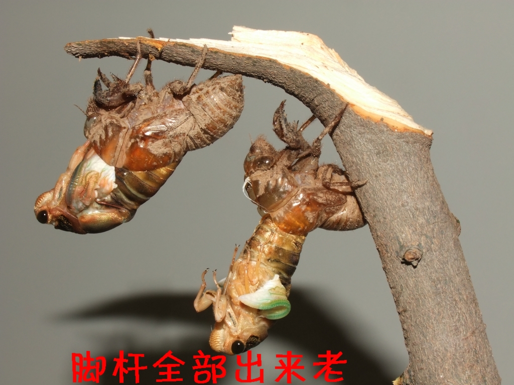 DSCF3596.JPG