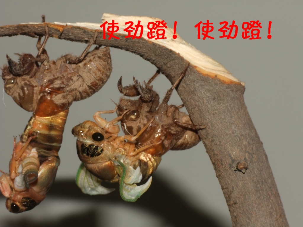 DSCF3617.JPG