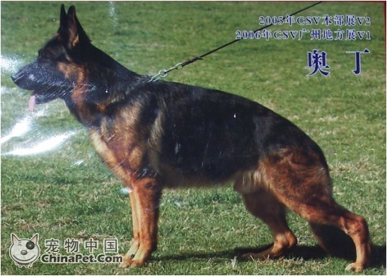 奥丁