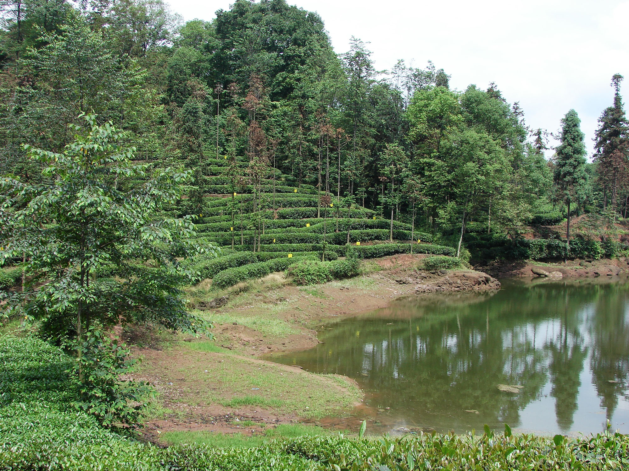 夹江茶园 湖光茶色.jpg