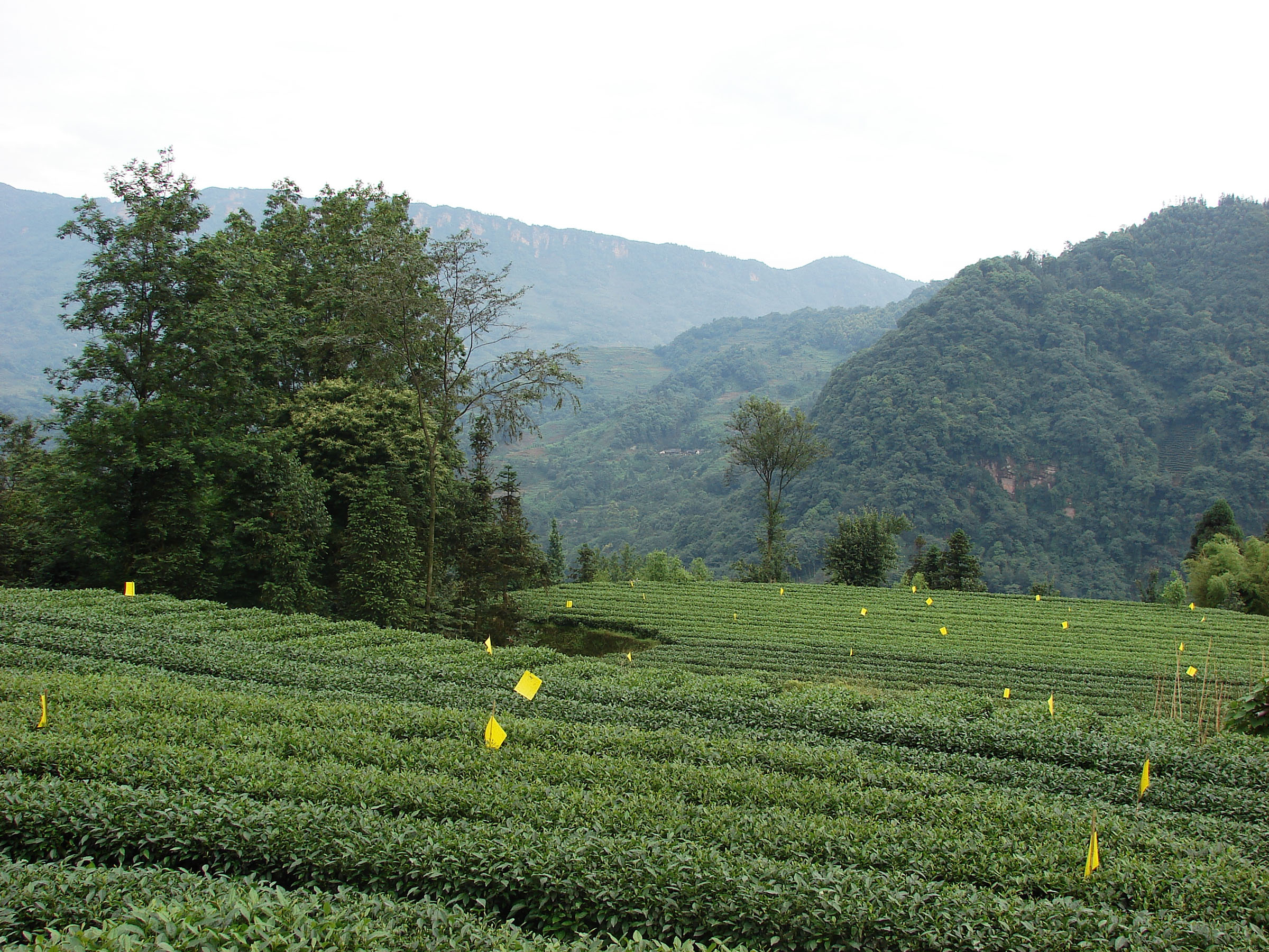夹江茶园临江茶园.jpg