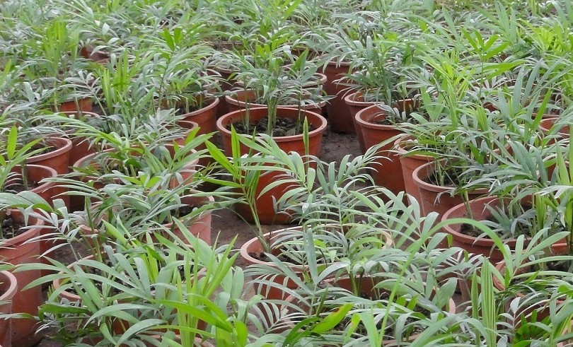 植物.jpg