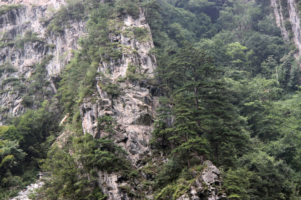 石山上的松树.jpg