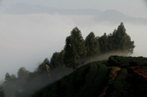 夹江“大山包”