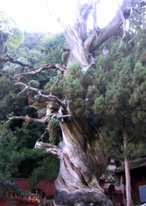 岁月