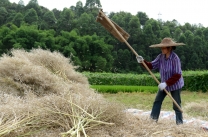 与明月古寺山人到用心于摄那里去拍的打菜籽，两张。