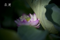夜荷