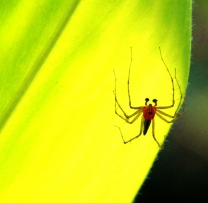 小昆虫，小花