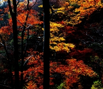 深秋红叶--------光雾山