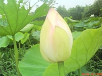 这些花的名字你都知道吗？